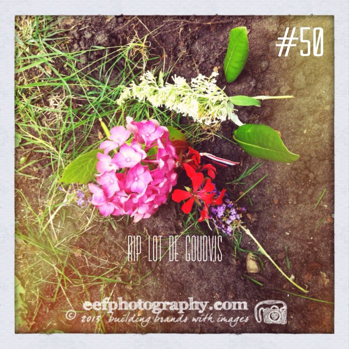 100 days of flowers, iPhone fotografie
