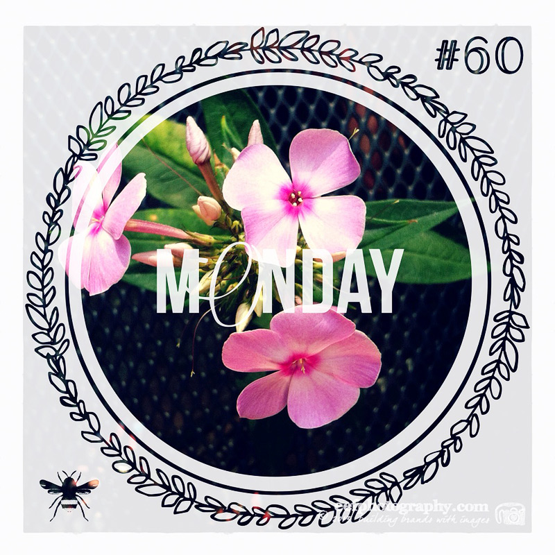 100 days of flowers | eefphotography | Blog #flowers #quotes #iPhonefotografie 